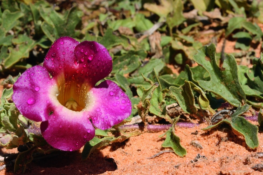 Une fleur violette vibrante avec des gouttelettes d'eau sur ses pétales, poussant au milieu d'un feuillage vert sur un sol sablonneux.