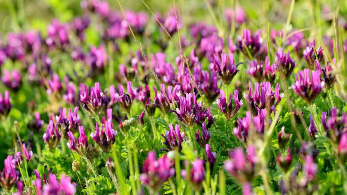 Un champ de fleurs sauvages violettes en fleurs, au feuillage vert mettant en valeur les propriétés bénéfiques de l'astragale.