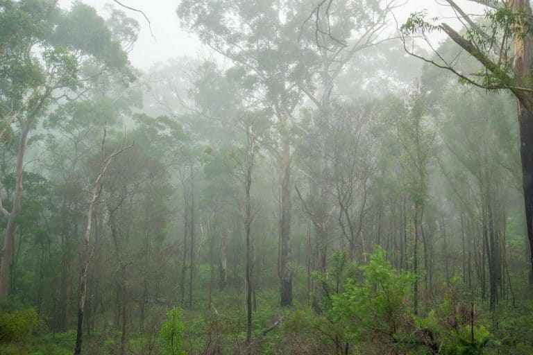 Eucalyptus : propriétés bénéfiques, utilisations et contre-indications