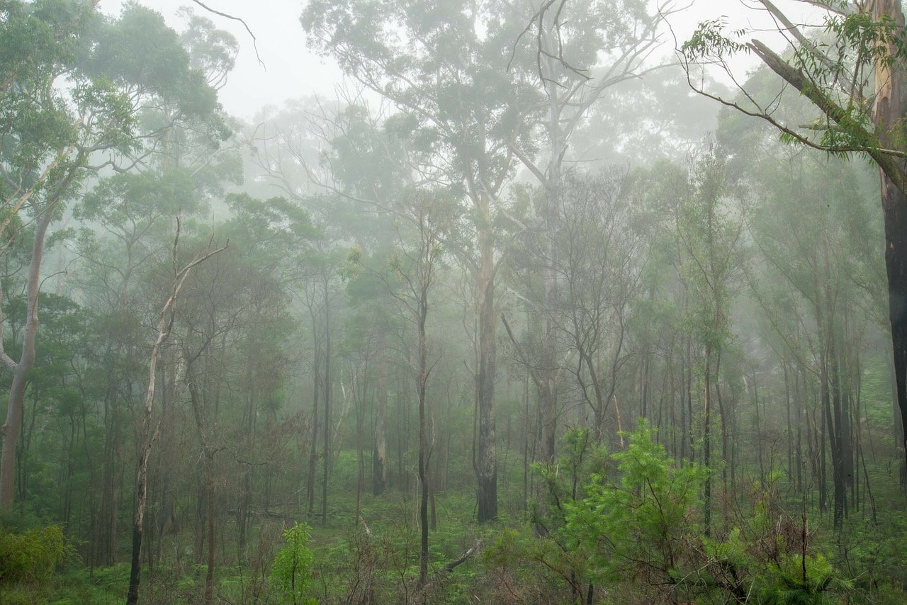 Une forêt brumeuse avec un brouillard dense enveloppant les arbres.