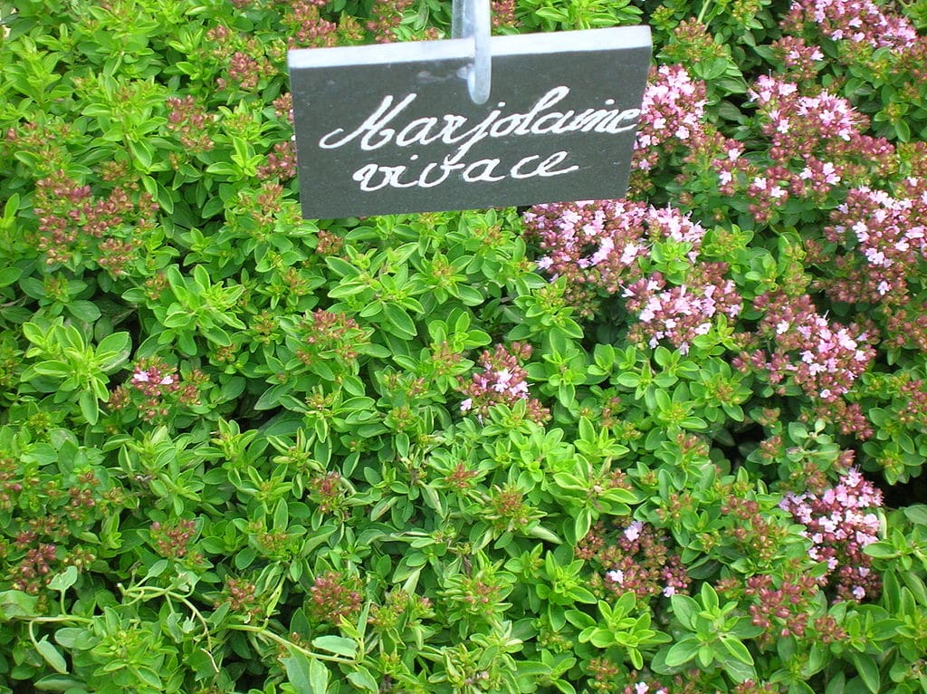 Une étiquette de plante indique « karjodame ortace » au milieu d'un lit d'arbustes à fleurs aux feuilles vertes et aux fleurs roses.