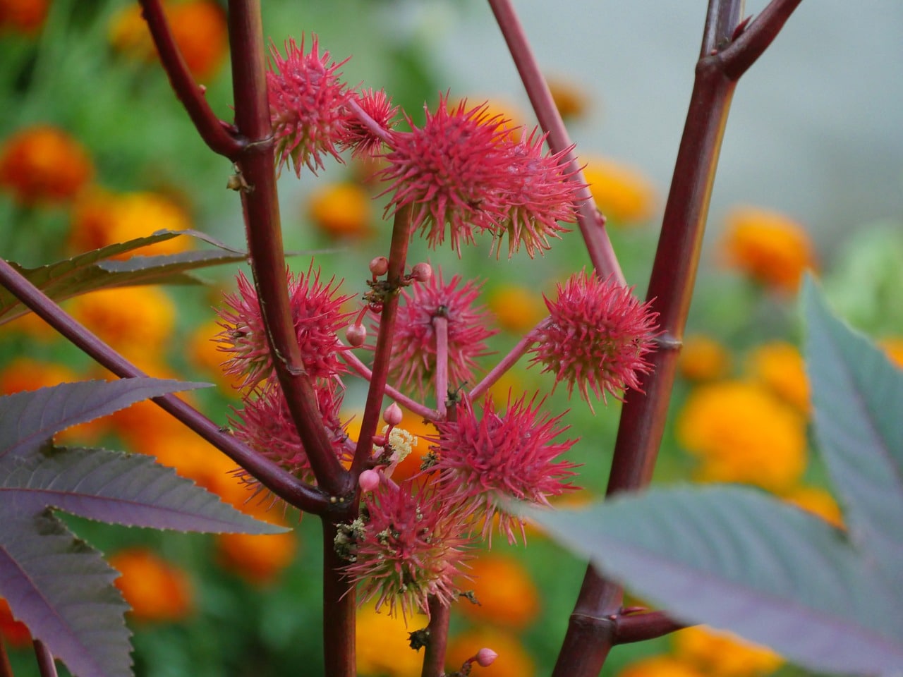 Gousses de graines hérissées d'un rouge vif parmi les feuilles vertes avec des fleurs orange floues en arrière-plan.