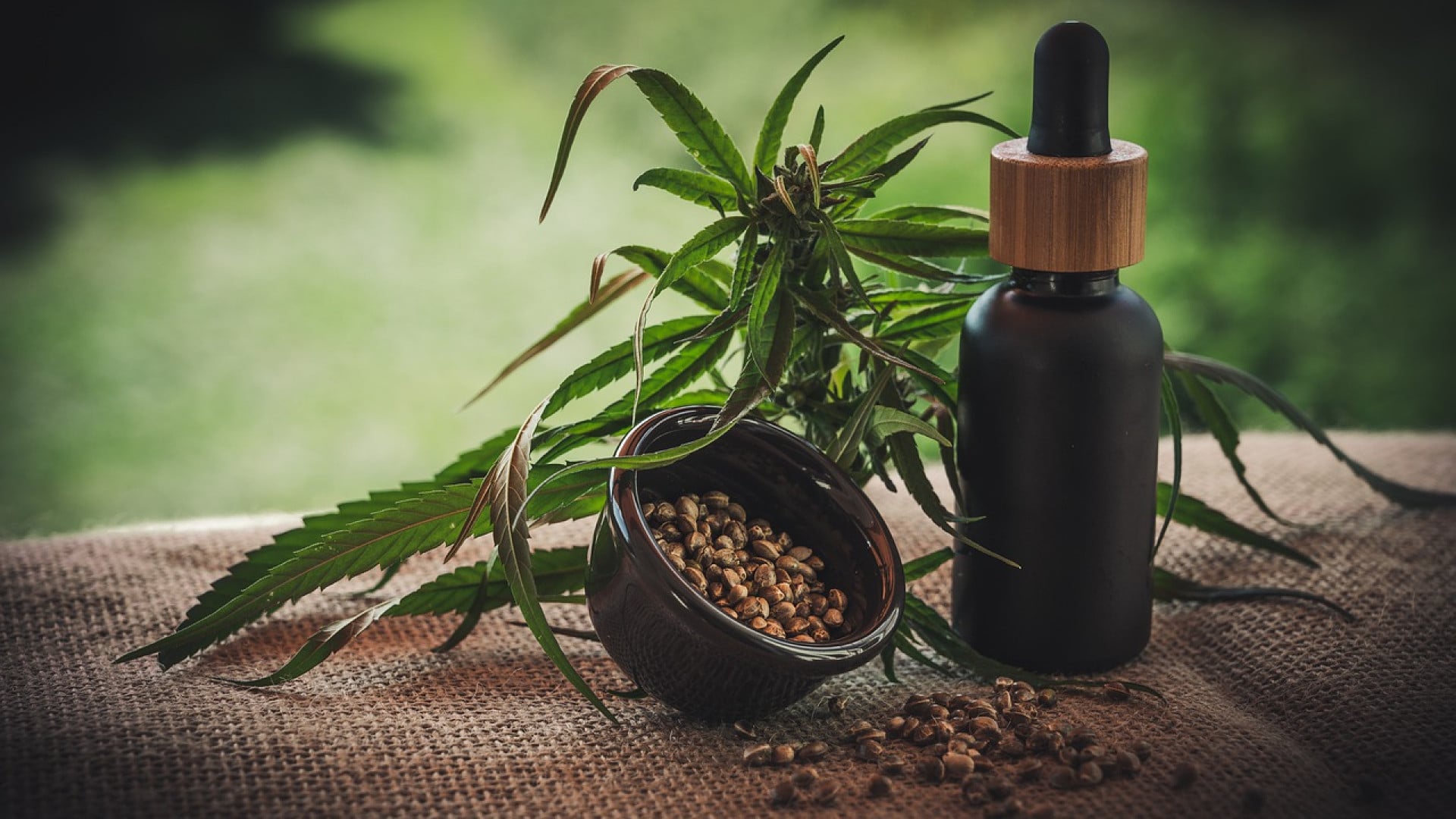 Plante de cannabis avec graines et flacon compte-gouttes optimiseur d'huile CBD pour le bien-être.