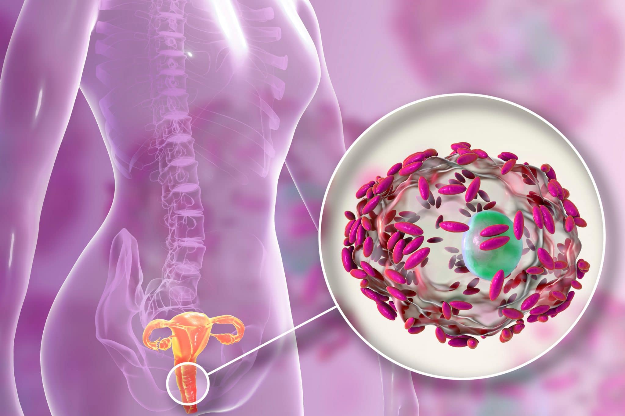 Illustration numérique de l'anatomie humaine mettant en évidence une glande surrénale et une vue agrandie des hormones du cortex surrénalien, soulignant l'importance de la santé vaginale.