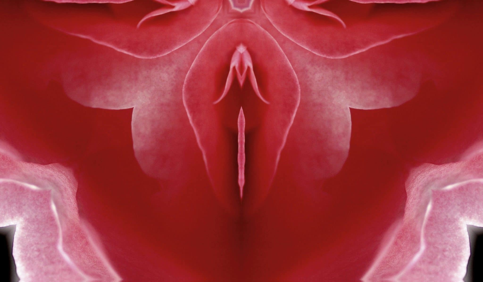 Gros plan symétrique d'un pétale de fleur rose.