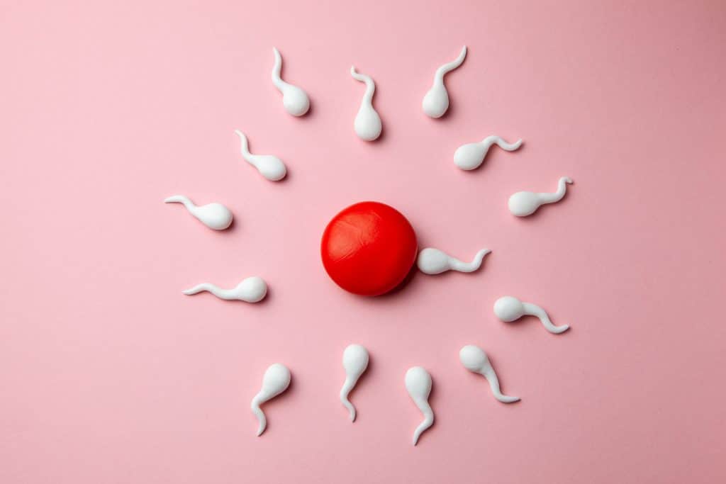 Quel est le rôle de l’ovulation ?