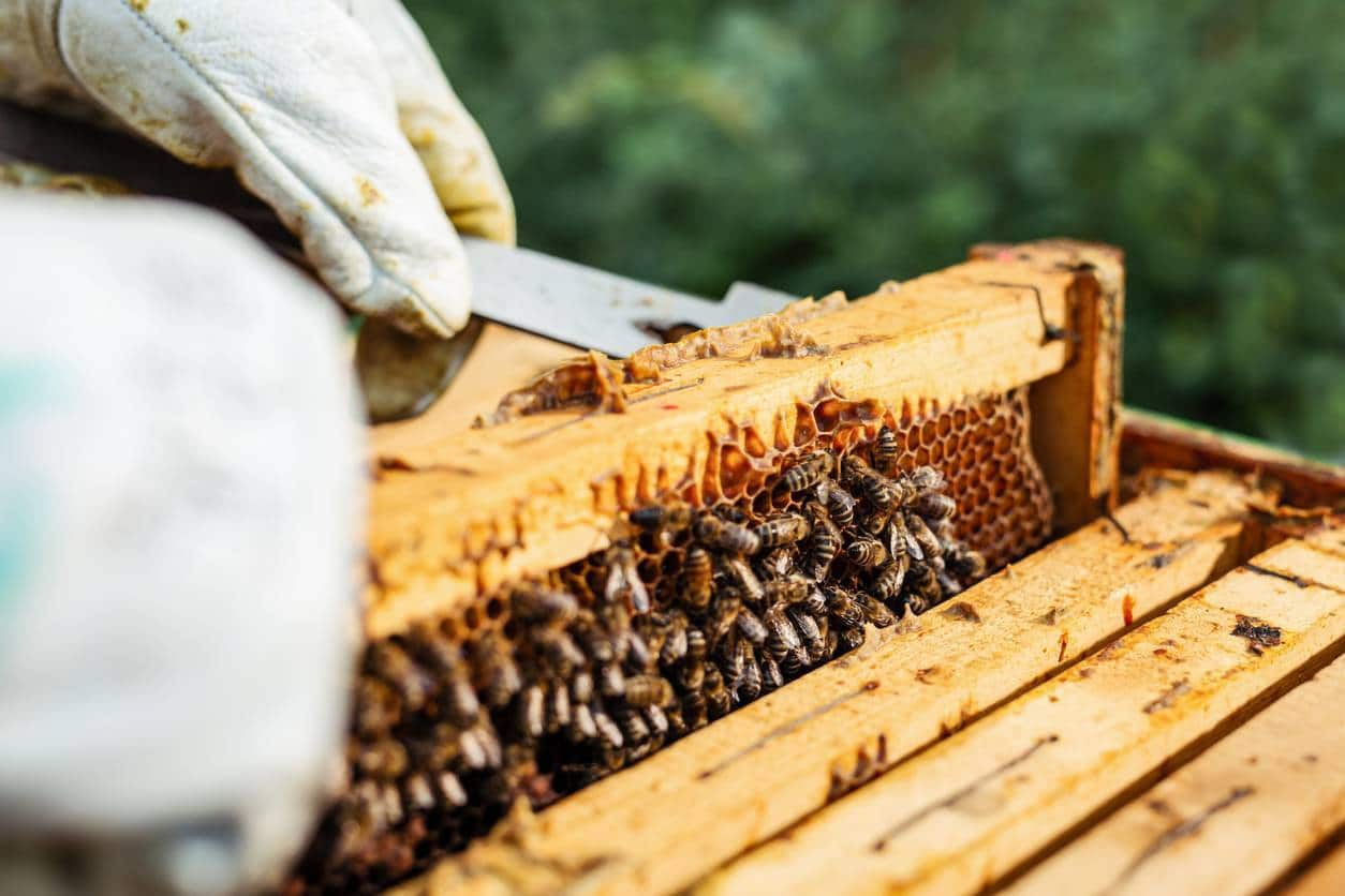 Gelée royale abeilles ruche