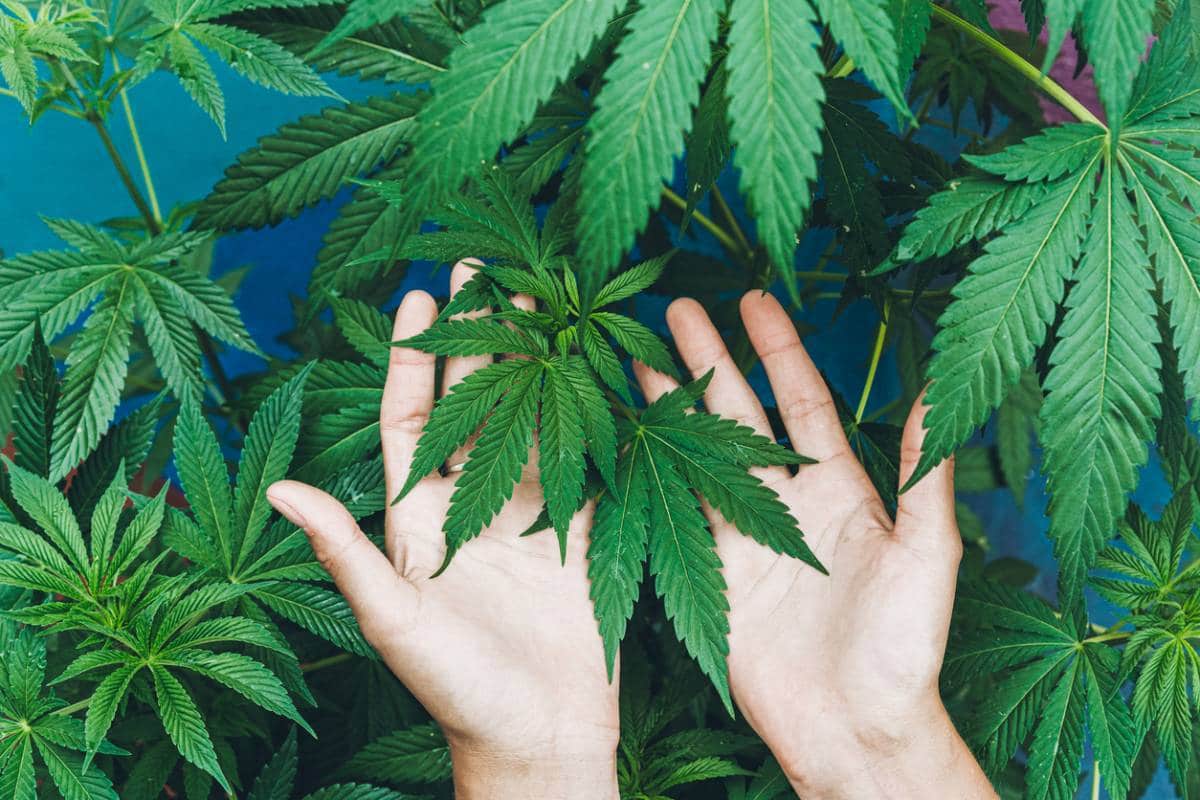Deux mains touchant doucement les feuilles de la plante de cannabis avec un fond bleu vif.