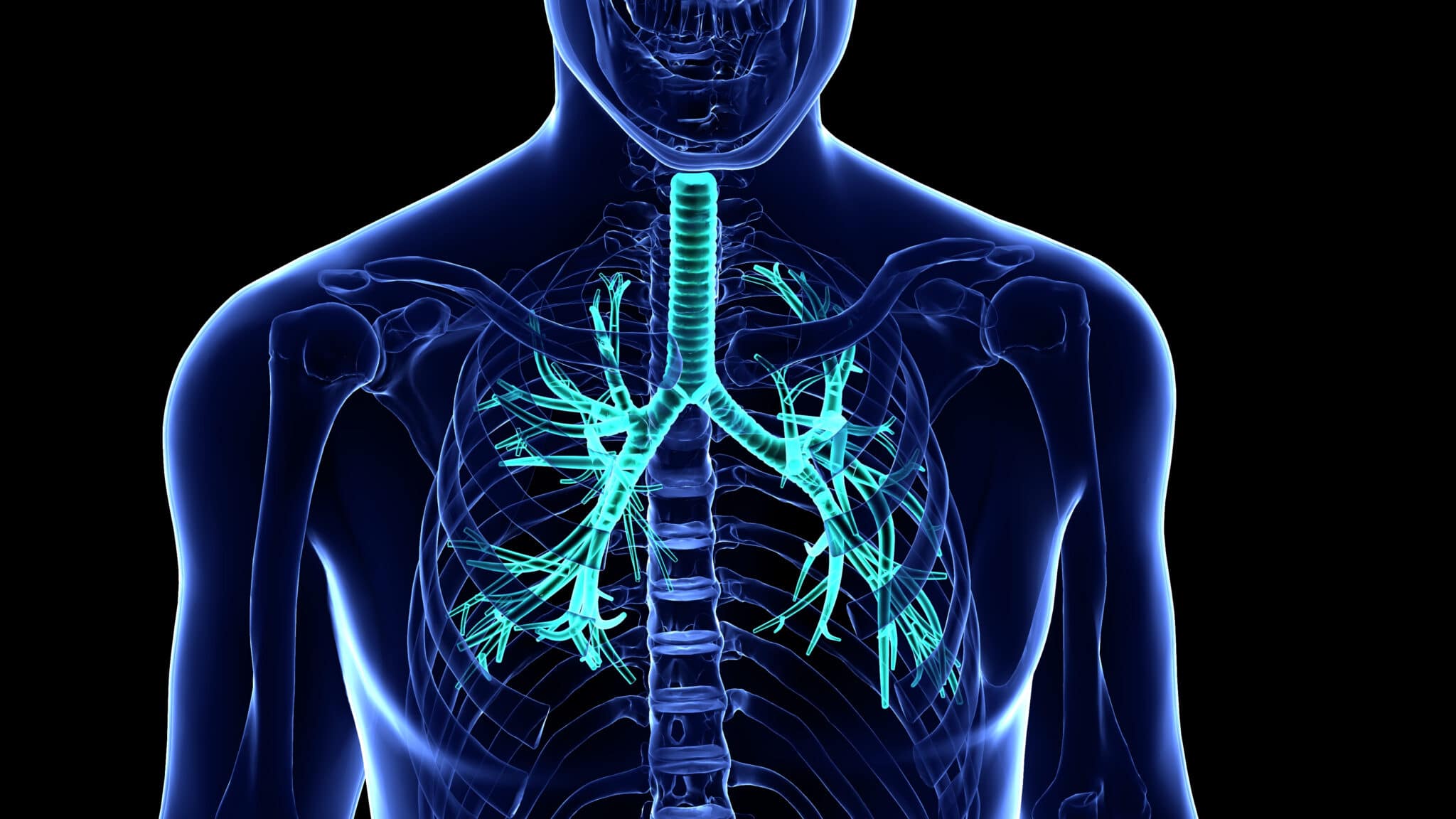 Illustration médicale numérique d'un système respiratoire humain avec poumons dégager et voies respiratoires.
