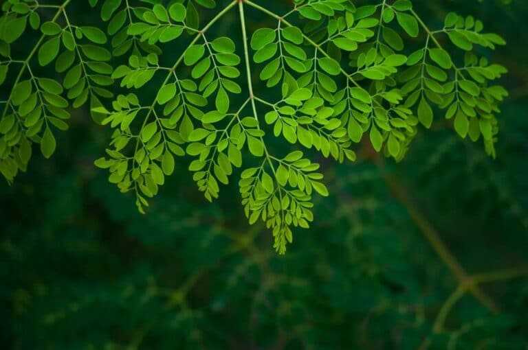 Moringa : une plante étonnante