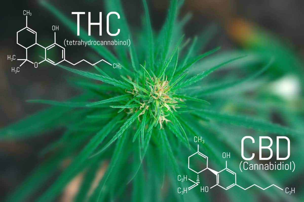 Plante de cannabis aux structures moléculaires du THC et du CBD, sœurs ennemies, superposées.