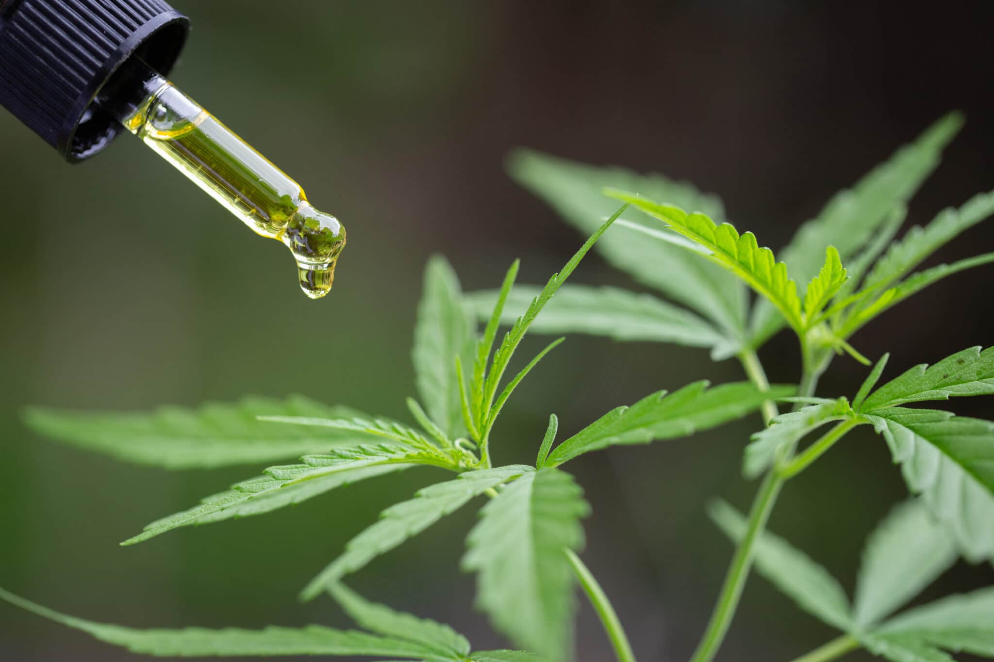 Un compte-gouttes distribuant de l'huile de CBD au-dessus des feuilles de cannabis.