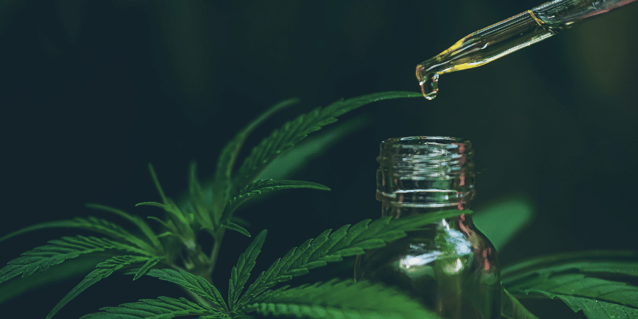 Une bouteille d’huile de CBD est versée dans une plante de cannabis.